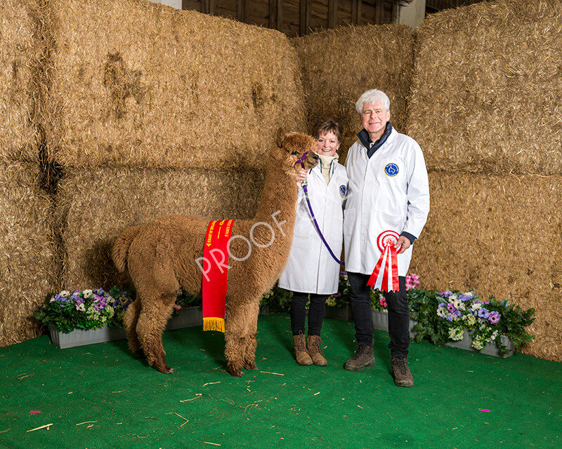 IWM7269 
 HoEAG Spring Fiesta 2022 
 Keywords: Surrey Photographer, Alpacas, Suri, Huacaya, HoEAG, Spring Fiesta, 2022, Heart of England Alpaca Group