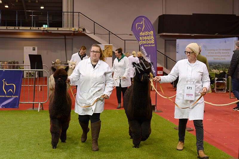 IWM9643 
 Photography of BAS National Show 2023 
 Keywords: Surrey Photographer, Alpacas, Suri, Huacaya, 2023, BAS, British Alpaca Society, Alpaca, Suri, Huacaya, Fleece Judging, Halter Show