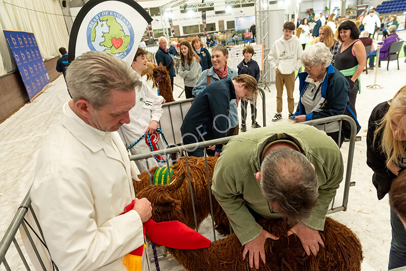 IWP3887 
 HOEAG Spring Fiesta 2024 
 Keywords: Heart of England Alpaca Group, Spring Fiesta 2024, Alpaca Show, Fleece Show Alpaca, Suri, Huacaya