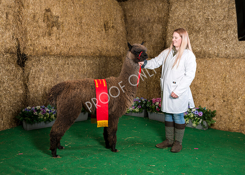 IWM7478 
 HoEAG Spring Fiesta 2022 
 Keywords: Surrey Photographer, Alpacas, Suri, Huacaya, HoEAG, Spring Fiesta, 2022, Heart of England Alpaca Group