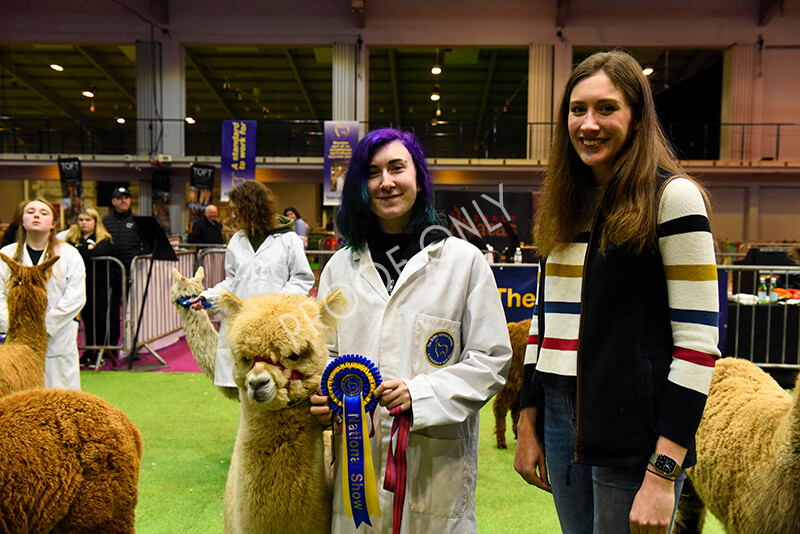 IWM5774 
 BAS National Show 2022 
 Keywords: Surrey Photographer, Alpacas, Suri, Huacaya, BAS National Show 2022, BAS' British Alpaca Society