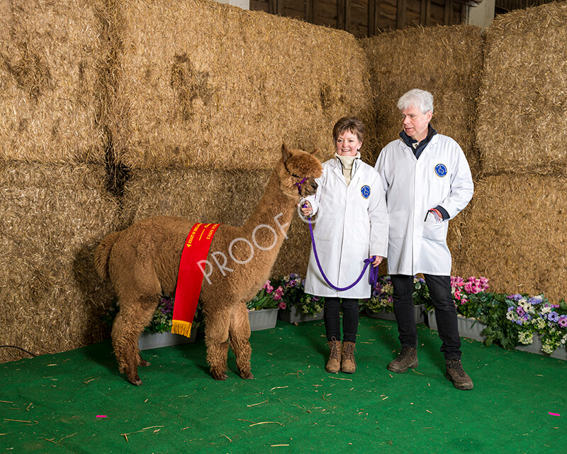 IWM7267 
 HoEAG Spring Fiesta 2022 
 Keywords: Surrey Photographer, Alpacas, Suri, Huacaya, HoEAG, Spring Fiesta, 2022, Heart of England Alpaca Group