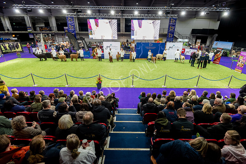 IWP1584 
 BAS National Show 2024 
 Keywords: British Alpaca Society, National Show, 2024, Champion of Champions Fleece Show, Alpaca, Suri, Huacaya