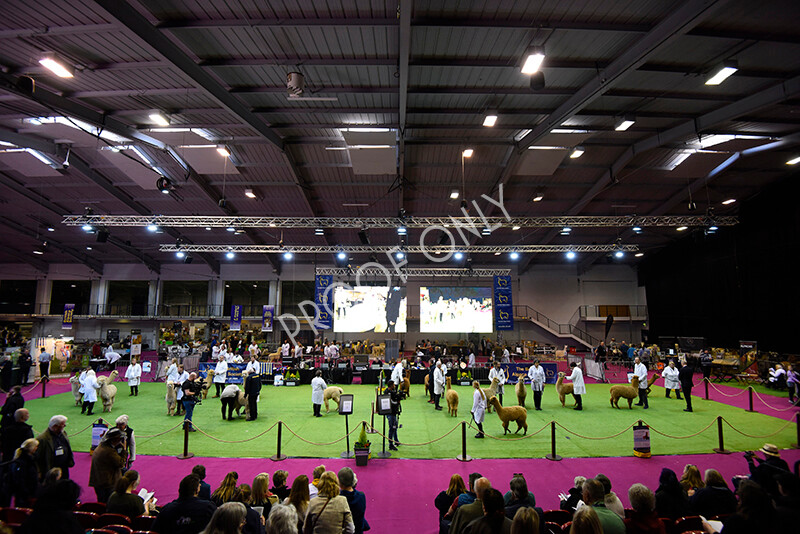 IWM4949 
 BAS National Show 2022 
 Keywords: Surrey Photographer, Alpacas, Suri, Huacaya, BAS National Show 2022, BAS' British Alpaca Society