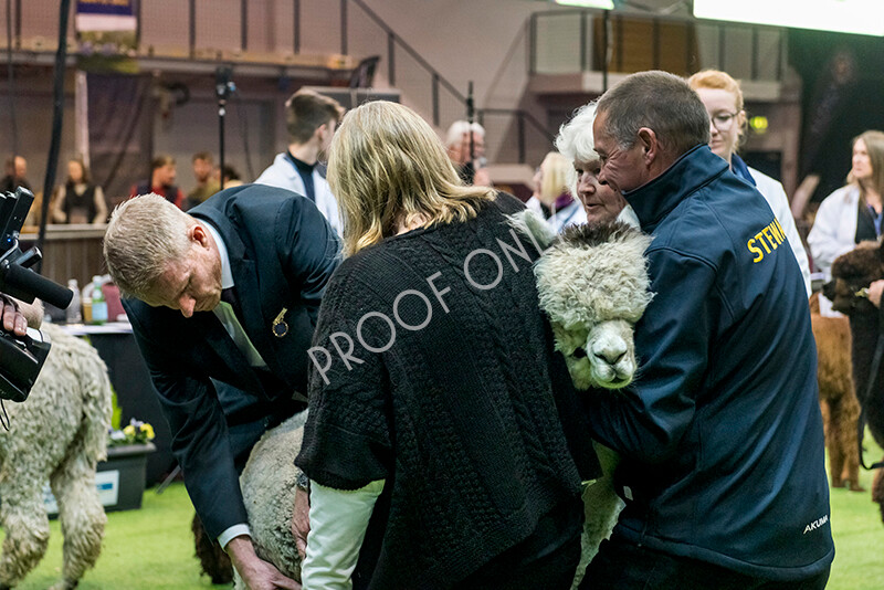 IWM5980 
 BAS National Show 2022 
 Keywords: Surrey Photographer, Alpacas, Suri, Huacaya, BAS National Show 2022, BAS' British Alpaca Society