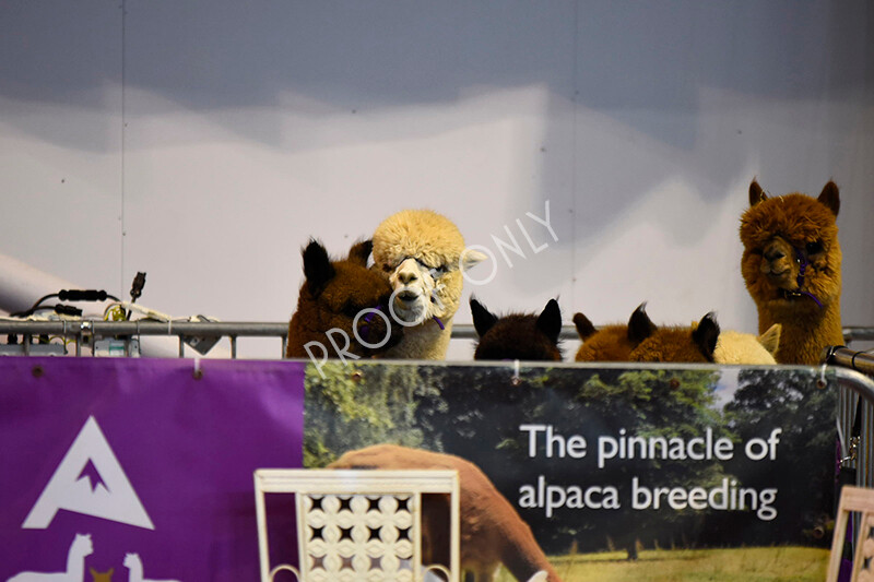 IWM4573 
 BAS National Show 2022 
 Keywords: Surrey Photographer, Alpacas, Suri, Huacaya, BAS National Show 2022, BAS' British Alpaca Society