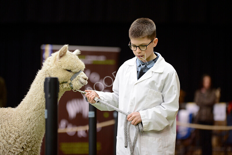 IWM9881 
 Photography of BAS National Show 2023 
 Keywords: Surrey Photographer, Alpacas, Suri, Huacaya, 2023, BAS, British Alpaca Society, Alpaca, Suri, Huacaya, Fleece Judging, Halter Show