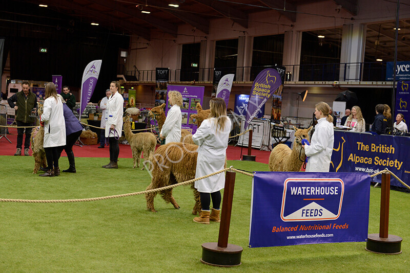 IWM9577 
 Photography of BAS National Show 2023 
 Keywords: Surrey Photographer, Alpacas, Suri, Huacaya, 2023, BAS, British Alpaca Society, Alpaca, Suri, Huacaya, Fleece Judging, Halter Show