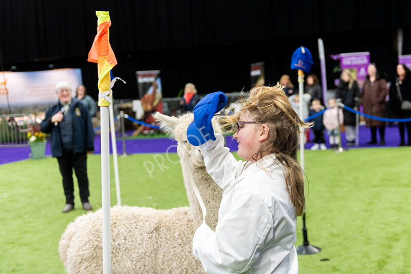 IWP0817 
 BAS National Show 2024 
 Keywords: British Alpaca Society, National Show, 2024, Champion of Champions Fleece Show, Alpaca, Suri, Huacaya