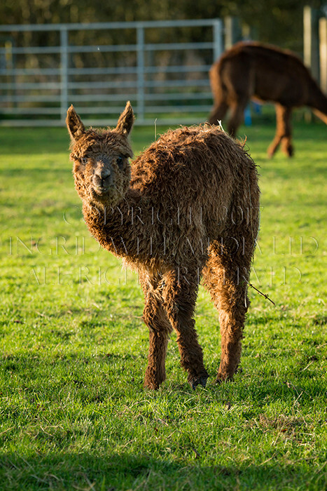 IWM0256 
 ALPACAS 
 Keywords: INGRID WEEL MEDIA LTD, ALPACAS, HUACAYA, SURI, BACKYARD ALPACA COMPANY, NORFOLK