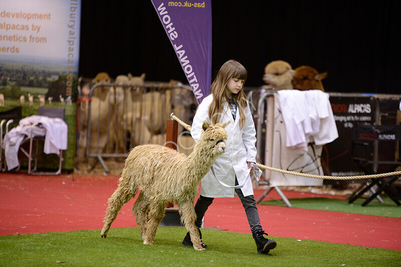 IWM9891 
 Photography of BAS National Show 2023 
 Keywords: Surrey Photographer, Alpacas, Suri, Huacaya, 2023, BAS, British Alpaca Society, Alpaca, Suri, Huacaya, Fleece Judging, Halter Show