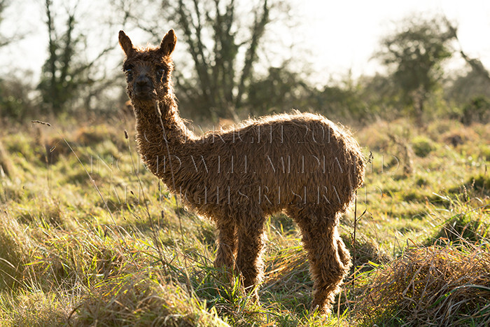 IWM0183 
 ALPACAS 
 Keywords: INGRID WEEL MEDIA LTD, ALPACAS, HUACAYA, SURI, BACKYARD ALPACA COMPANY, NORFOLK