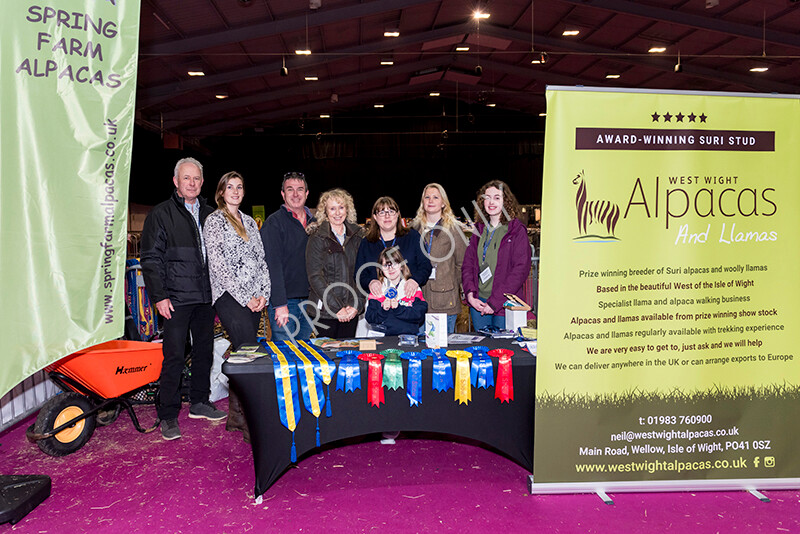 IWM5373 
 BAS National Show 2022 
 Keywords: Surrey Photographer, Alpacas, Suri, Huacaya, BAS National Show 2022, BAS' British Alpaca Society