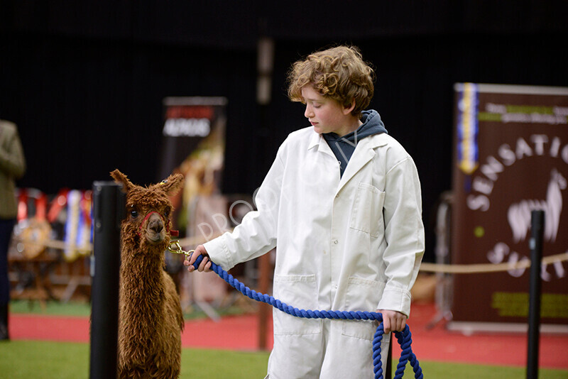 IWM9919 
 Photography of BAS National Show 2023 
 Keywords: Surrey Photographer, Alpacas, Suri, Huacaya, 2023, BAS, British Alpaca Society, Alpaca, Suri, Huacaya, Fleece Judging, Halter Show