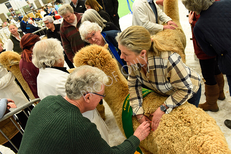 IWP4128 
 HOEAG Spring Fiesta 2024 
 Keywords: Heart of England Alpaca Group, Spring Fiesta 2024, Alpaca Show, Fleece Show Alpaca, Suri, Huacaya