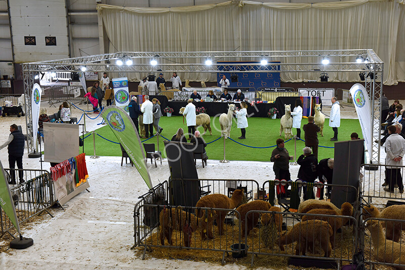 IWP4597 
 HOEAG Spring Fiesta 2024 
 Keywords: Heart of England Alpaca Group, Spring Fiesta 2024, Alpaca Show, Fleece Show Alpaca, Suri, Huacaya