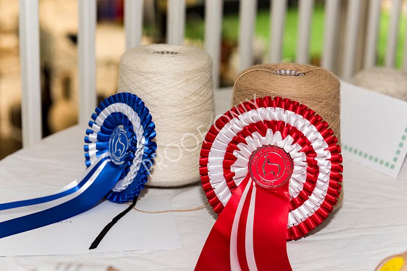 IWP7948 
 HoEAG Spring Fiesta 2022 
 Keywords: Surrey Photographer, Alpacas, Suri, Huacaya, HoEAG, Spring Fiesta, 2022, Heart of England Alpaca Group