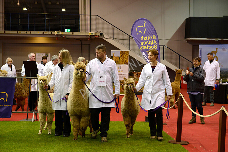 IWM9479 
 Photography of BAS National Show 2023 
 Keywords: Surrey Photographer, Alpacas, Suri, Huacaya, 2023, BAS, British Alpaca Society, Alpaca, Suri, Huacaya, Fleece Judging, Halter Show