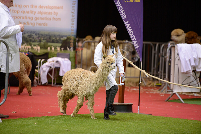 IWM9889 
 Photography of BAS National Show 2023 
 Keywords: Surrey Photographer, Alpacas, Suri, Huacaya, 2023, BAS, British Alpaca Society, Alpaca, Suri, Huacaya, Fleece Judging, Halter Show