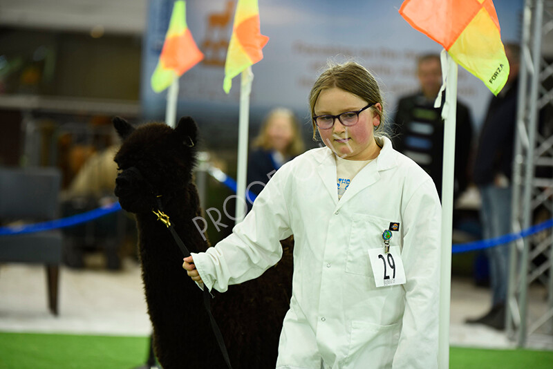 IWP3961 
 HOEAG Spring Fiesta 2024 
 Keywords: Heart of England Alpaca Group, Spring Fiesta 2024, Alpaca Show, Fleece Show Alpaca, Suri, Huacaya