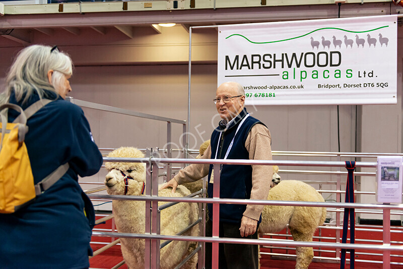 IWM9852 
 Photography of BAS National Show 2023 
 Keywords: Surrey Photographer, Alpacas, Suri, Huacaya, 2023, BAS, British Alpaca Society, Alpaca, Suri, Huacaya, Fleece Judging, Halter Show