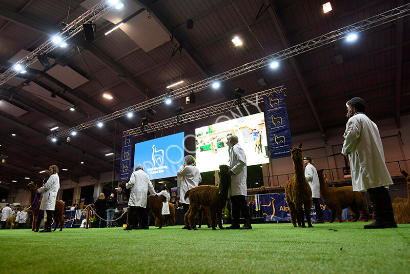 IWM4729 
 BAS National Show 2022 
 Keywords: Surrey Photographer, Alpacas, Suri, Huacaya, BAS National Show 2022, BAS' British Alpaca Society