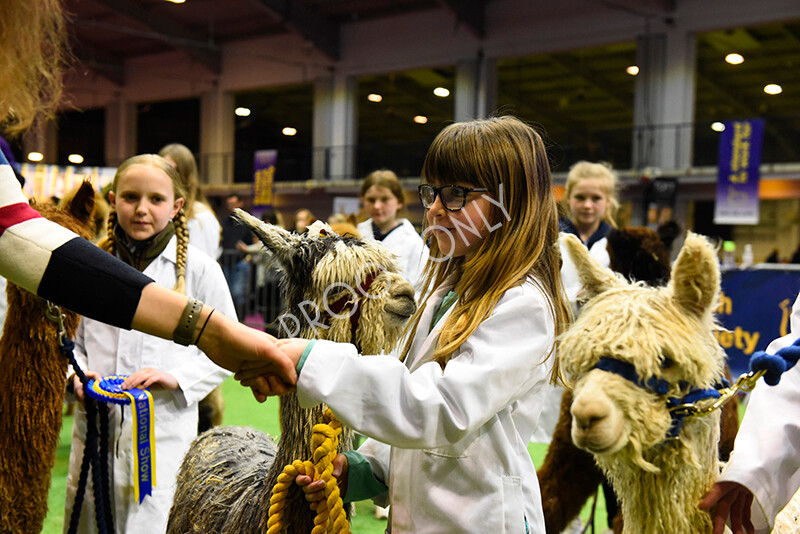 IWM5732 
 BAS National Show 2022 
 Keywords: Surrey Photographer, Alpacas, Suri, Huacaya, BAS National Show 2022, BAS' British Alpaca Society