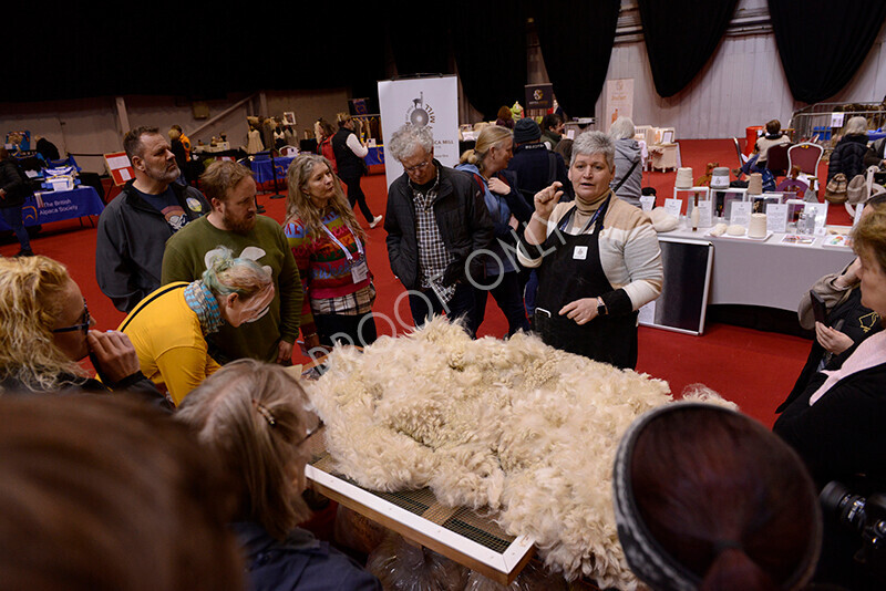 IWM8754 
 Photography of BAS National Show 2023 
 Keywords: Surrey Photographer, Alpacas, Suri, Huacaya, 2023, BAS, British Alpaca Society, Alpaca, Suri, Huacaya, Fleece Judging, Halter Show