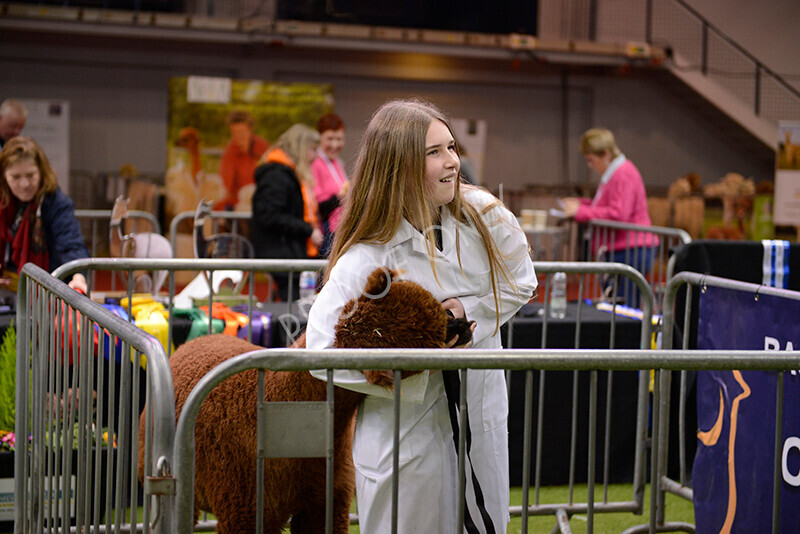 IWM9958 
 Photography of BAS National Show 2023 
 Keywords: Surrey Photographer, Alpacas, Suri, Huacaya, 2023, BAS, British Alpaca Society, Alpaca, Suri, Huacaya, Fleece Judging, Halter Show