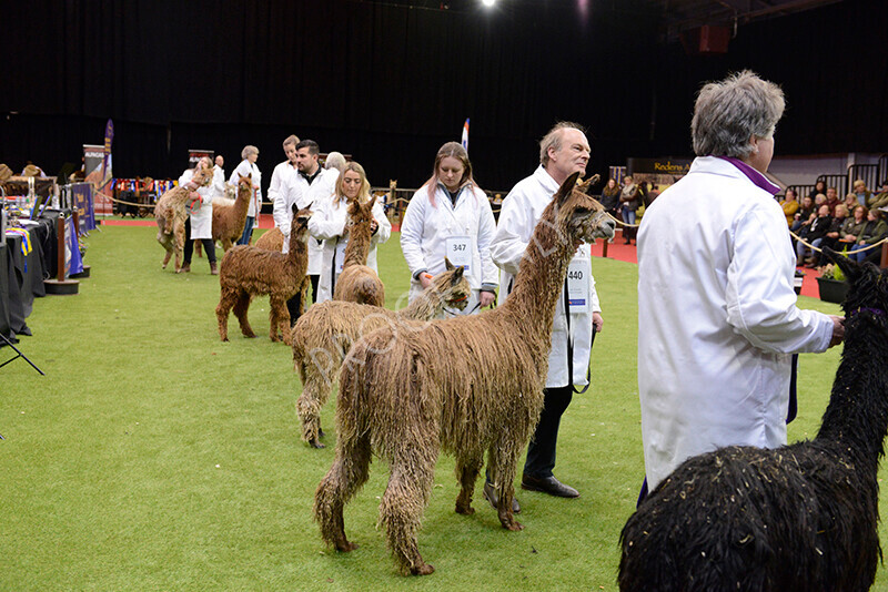 IWM0125 
 Photography of BAS National Show 2023 
 Keywords: Surrey Photographer, Alpacas, Suri, Huacaya, 2023, BAS, British Alpaca Society, Alpaca, Suri, Huacaya, Fleece Judging, Halter Show