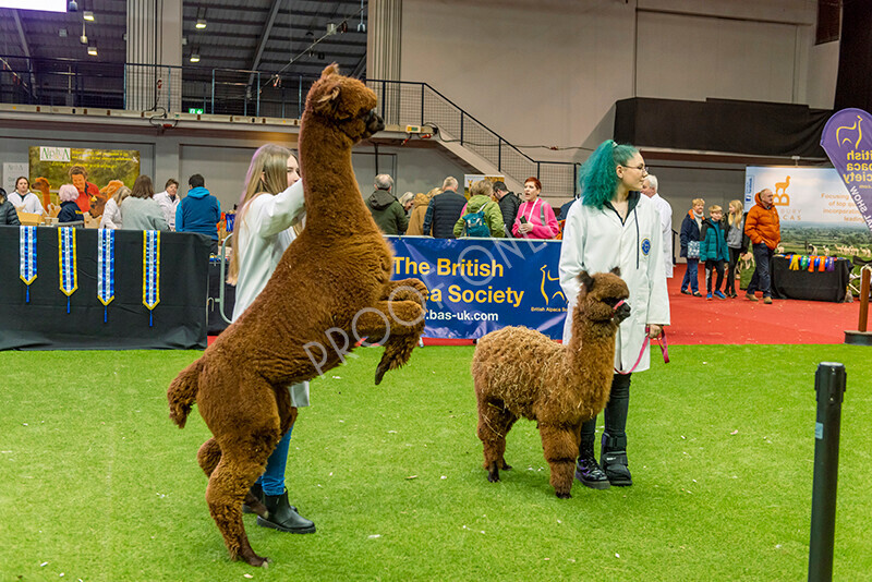 IWM0027 
 Photography of BAS National Show 2023 
 Keywords: Surrey Photographer, Alpacas, Suri, Huacaya, 2023, BAS, British Alpaca Society, Alpaca, Suri, Huacaya, Fleece Judging, Halter Show