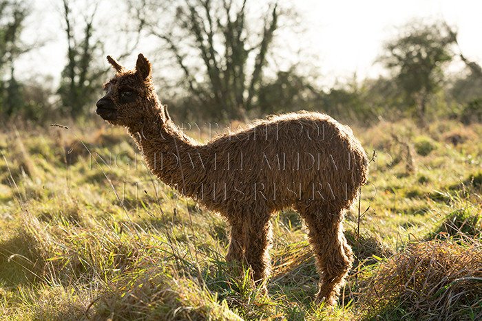 IWM0181 
 ALPACAS 
 Keywords: INGRID WEEL MEDIA LTD, ALPACAS, HUACAYA, SURI, BACKYARD ALPACA COMPANY, NORFOLK