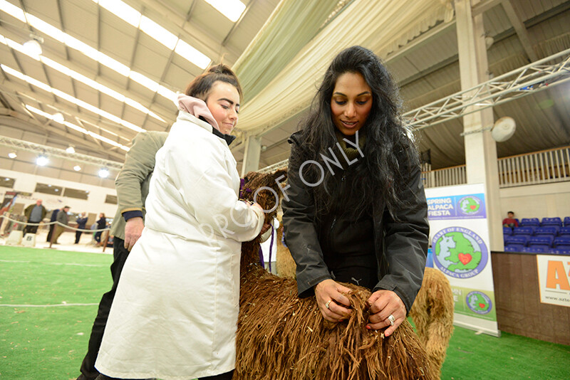 IWM7366 
 HoEAG Spring Fiesta 2022 
 Keywords: Surrey Photographer, Alpacas, Suri, Huacaya, HoEAG, Spring Fiesta, 2022, Heart of England Alpaca Group