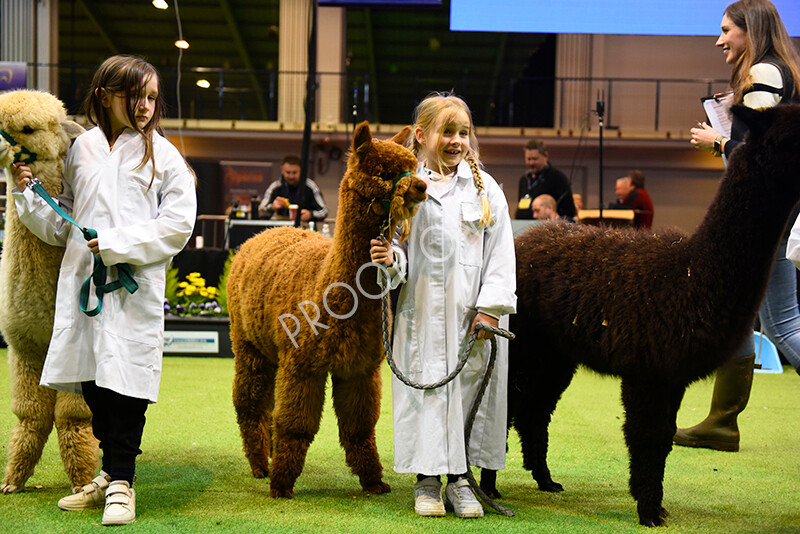 IWM5724 
 BAS National Show 2022 
 Keywords: Surrey Photographer, Alpacas, Suri, Huacaya, BAS National Show 2022, BAS' British Alpaca Society