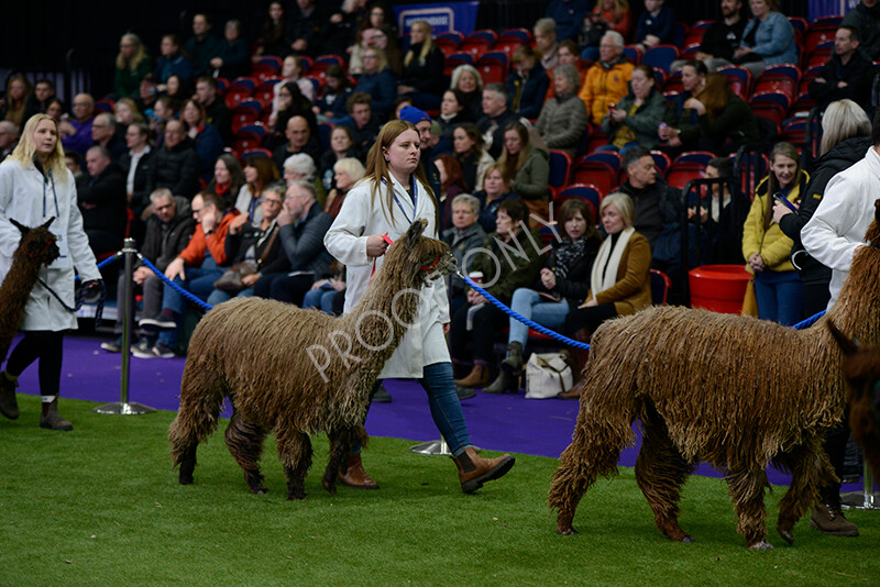 IWM5848 
 BAS National Show 2024 
 Keywords: British Alpaca Society, National Show, 2024, Champion of Champions Fleece Show, Alpaca, Suri, Huacaya