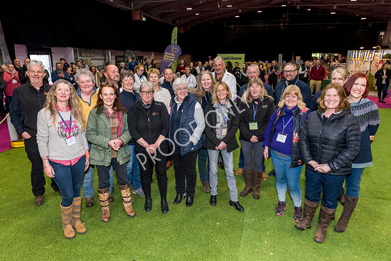 IWM6037 
 BAS National Show 2022 
 Keywords: Surrey Photographer, Alpacas, Suri, Huacaya, BAS National Show 2022, BAS' British Alpaca Society