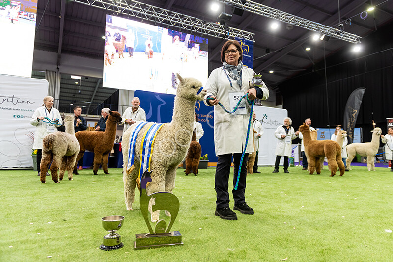 IWP1753 
 BAS National Show 2024 
 Keywords: British Alpaca Society, National Show, 2024, Champion of Champions Fleece Show, Alpaca, Suri, Huacaya