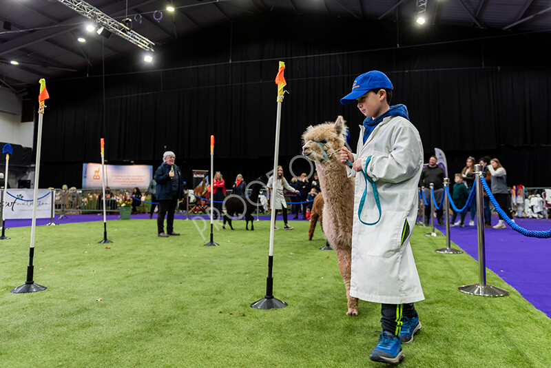 IWP0836 
 BAS National Show 2024 
 Keywords: British Alpaca Society, National Show, 2024, Champion of Champions Fleece Show, Alpaca, Suri, Huacaya