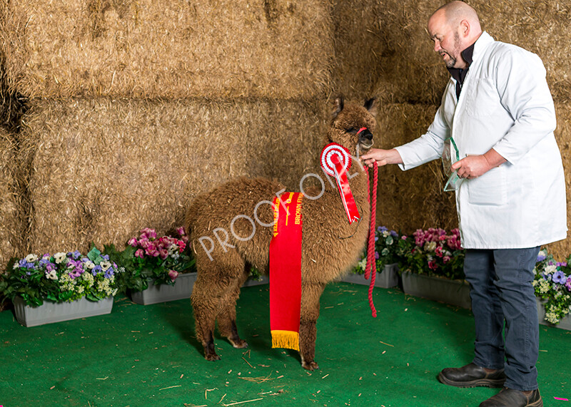 IWM7253 
 HoEAG Spring Fiesta 2022 
 Keywords: Surrey Photographer, Alpacas, Suri, Huacaya, HoEAG, Spring Fiesta, 2022, Heart of England Alpaca Group