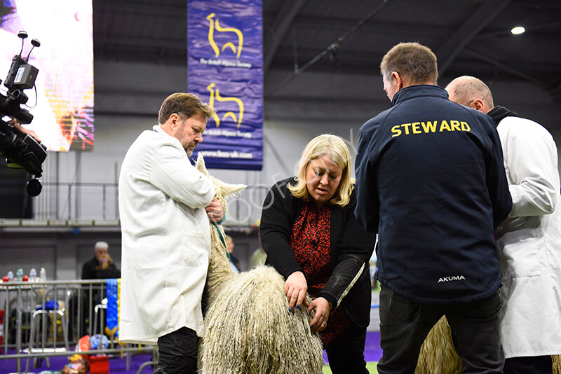 IWP1044 
 BAS National Show 2024 
 Keywords: British Alpaca Society, National Show, 2024, Champion of Champions Fleece Show, Alpaca, Suri, Huacaya