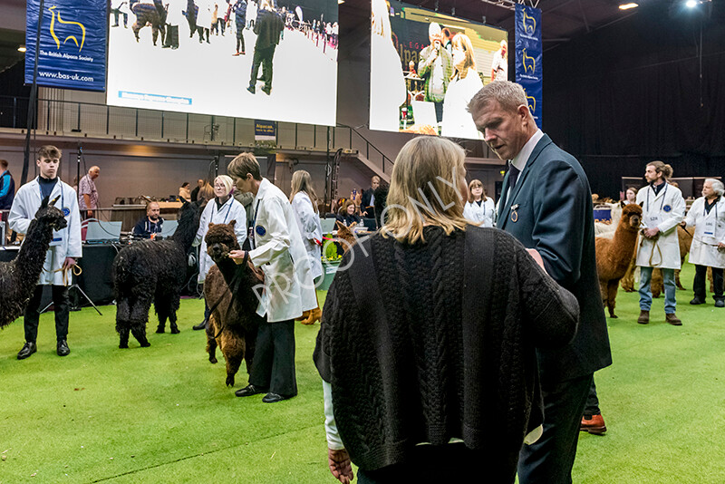 IWM5984 
 BAS National Show 2022 
 Keywords: Surrey Photographer, Alpacas, Suri, Huacaya, BAS National Show 2022, BAS' British Alpaca Society