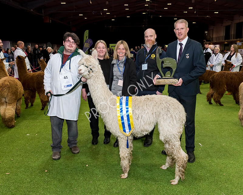 IWM6059 
 BAS National Show 2022 
 Keywords: Surrey Photographer, Alpacas, Suri, Huacaya, BAS National Show 2022, BAS' British Alpaca Society