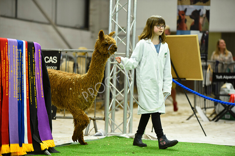 IWP3934 
 HOEAG Spring Fiesta 2024 
 Keywords: Heart of England Alpaca Group, Spring Fiesta 2024, Alpaca Show, Fleece Show Alpaca, Suri, Huacaya