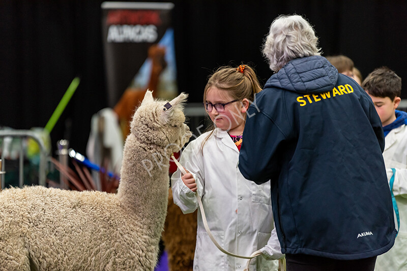 IWP0775 
 BAS National Show 2024 
 Keywords: British Alpaca Society, National Show, 2024, Champion of Champions Fleece Show, Alpaca, Suri, Huacaya