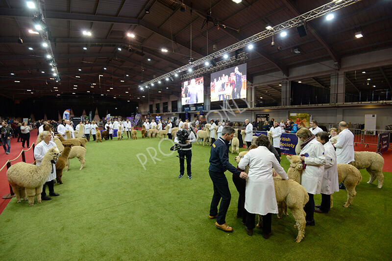 IWM9511 
 Photography of BAS National Show 2023 
 Keywords: Surrey Photographer, Alpacas, Suri, Huacaya, 2023, BAS, British Alpaca Society, Alpaca, Suri, Huacaya, Fleece Judging, Halter Show