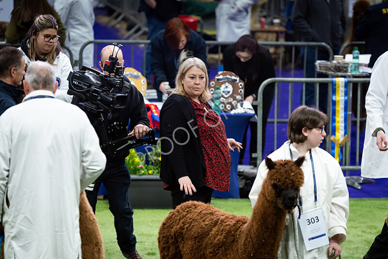 IWP0516 
 BAS National Show 2024 
 Keywords: British Alpaca Society, National Show, 2024, Champion of Champions Fleece Show, Alpaca, Suri, Huacaya