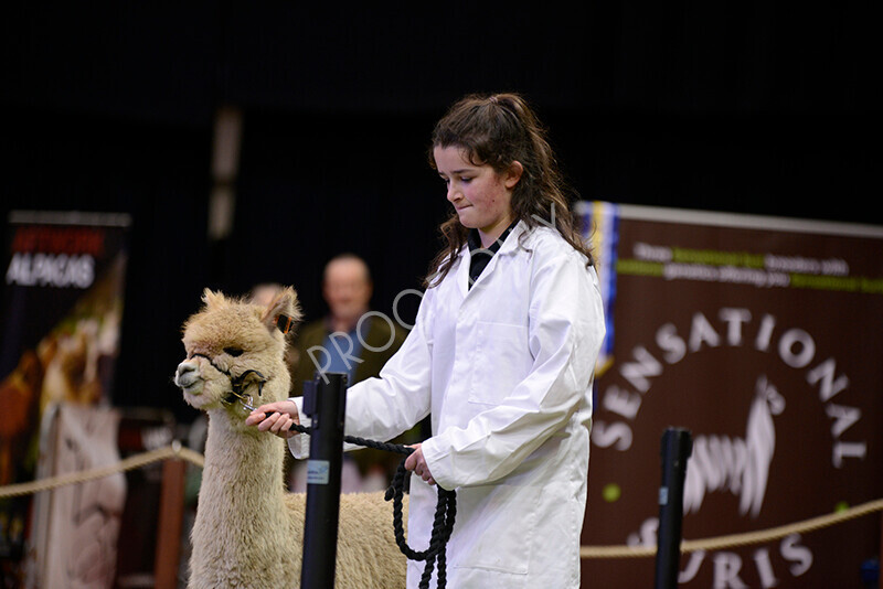 IWM9948 
 Photography of BAS National Show 2023 
 Keywords: Surrey Photographer, Alpacas, Suri, Huacaya, 2023, BAS, British Alpaca Society, Alpaca, Suri, Huacaya, Fleece Judging, Halter Show