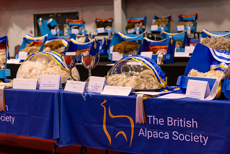 IWM9314 
 Photography of BAS National Show 2023 
 Keywords: Surrey Photographer, Alpacas, Suri, Huacaya, 2023, BAS, British Alpaca Society, Alpaca, Suri, Huacaya, Fleece Judging, Halter Show