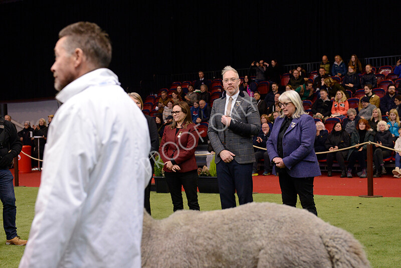 IWM0220 
 Photography of BAS National Show 2023 
 Keywords: Surrey Photographer, Alpacas, Suri, Huacaya, 2023, BAS, British Alpaca Society, Alpaca, Suri, Huacaya, Fleece Judging, Halter Show