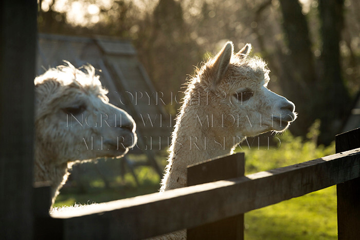 IWM0163 
 ALPACAS 
 Keywords: INGRID WEEL MEDIA LTD, ALPACAS, HUACAYA, SURI, BACKYARD ALPACA COMPANY, NORFOLK